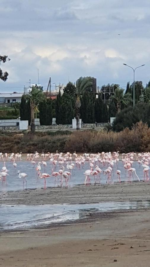 Must Stay - Sea & Salt Lake Panoramic View Apt Larnaca Esterno foto